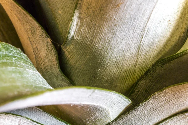 Close-up of pineapple green leaves — Stock Photo, Image