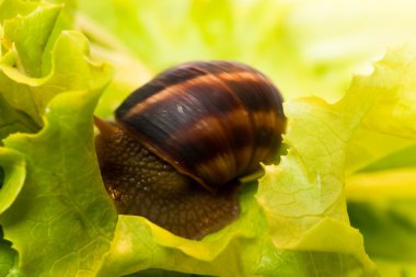Salyangoz, sarmal pomatia-yeme ve marul yaprağı üzerinde tarama