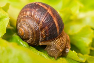 Salyangoz, sarmal pomatia-yeme ve marul yaprağı üzerinde tarama