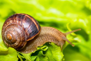 Salyangoz, sarmal pomatia-yeme ve marul yaprağı üzerinde tarama