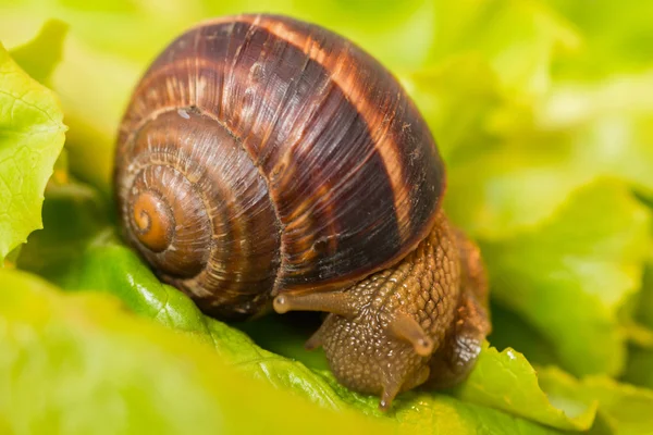 Snail ,helix pomatia -eating and crawling on lettuce leaf — Stock Photo, Image