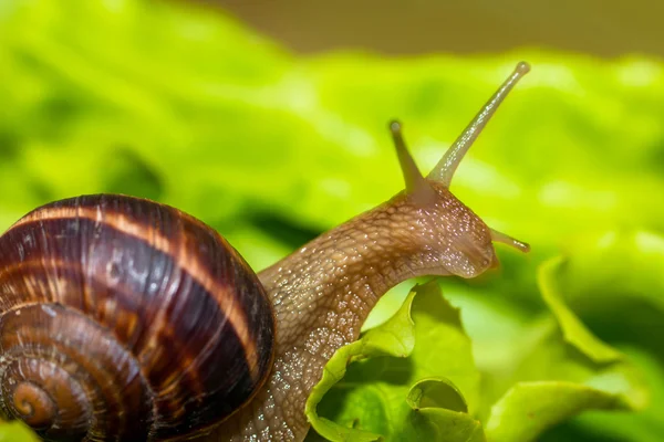 Snail ,helix pomatia -eating and crawling on lettuce leaf — Stock Photo, Image