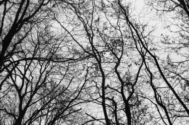 Ayrıntılı ağaç dalları arka plan