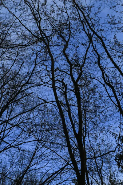 Plano de fundo de galhos árvore detalhada — Fotografia de Stock