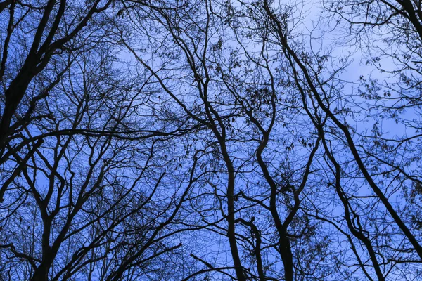 Detaljerade träd grenar bakgrund — Stockfoto