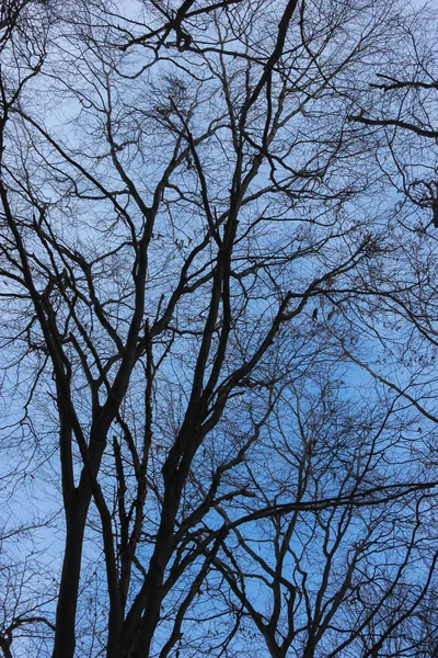 Fondo detallado de ramas de árbol — Foto de Stock