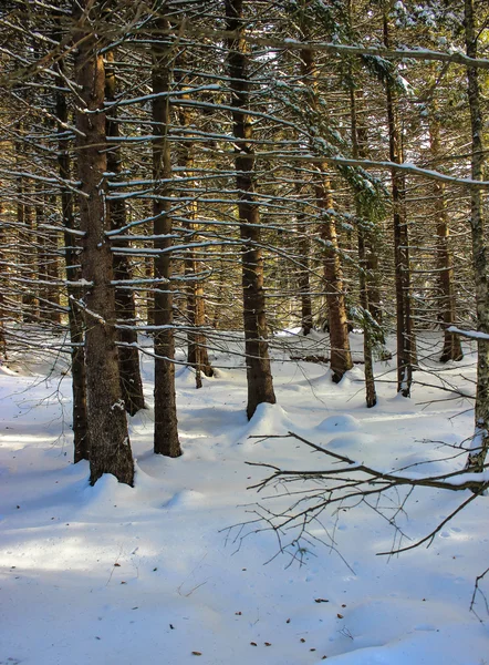 Skogsträd. natur snö trä bakgrund — Stockfoto