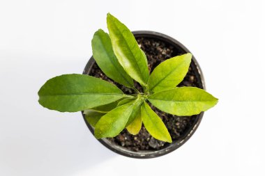 Beyaz arka plan üzerinde izole mandarin portakal ağacı