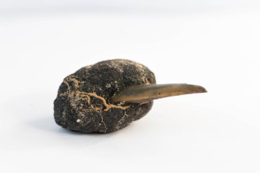 Polimetalik nodüller diş köpekbalığı ile beyaz arka plan üzerinde