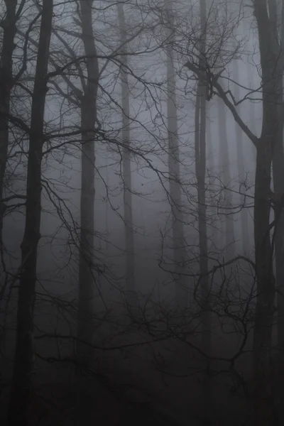Paisagem misteriosa de floresta nebulosa — Fotografia de Stock