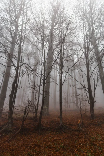 Mysterieuze landschap van mistige bos — Stockfoto