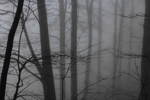 Mystérieux paysage de forêt brumeuse — Photo