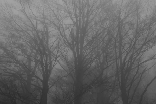 Misterioso paisaje de bosque nublado — Foto de Stock