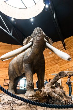 Rhodopean mastodon, Anancus arvernensis, Bulgaristan
