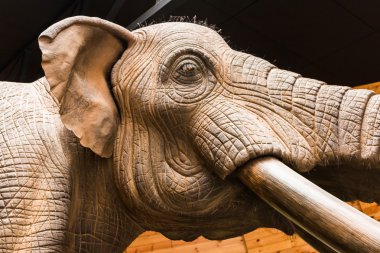 Rhodopean mastodon, Anancus arvernensis, Bulgaristan