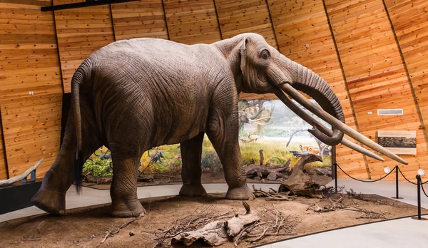 Rhodopean mastodon, Anancus arvernensis, Bulgaristan