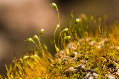 Makro çekim yeşil yosun ve liken