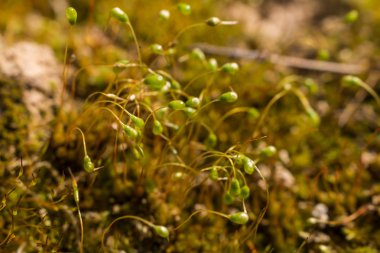 Makro çekim yeşil yosun ve liken