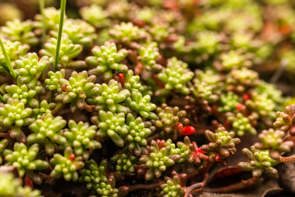 Macro shoot of green moss and lichen — Stock Photo, Image