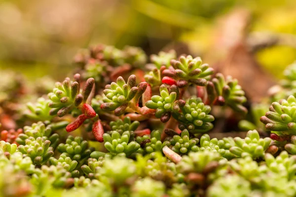 Macro shoot of green moss and lichen — Stock Photo, Image