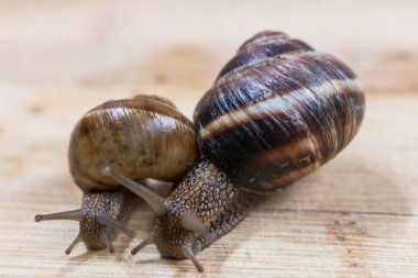 iki salyangoz ahşap bir masa üzerinde tarama