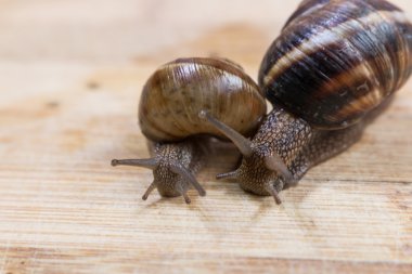 iki salyangoz ahşap bir masa üzerinde tarama