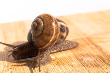 iki salyangoz ahşap bir masa üzerinde tarama