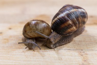 iki salyangoz ahşap bir masa üzerinde tarama