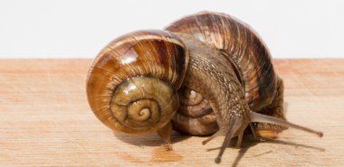 iki salyangoz ahşap bir masa üzerinde tarama