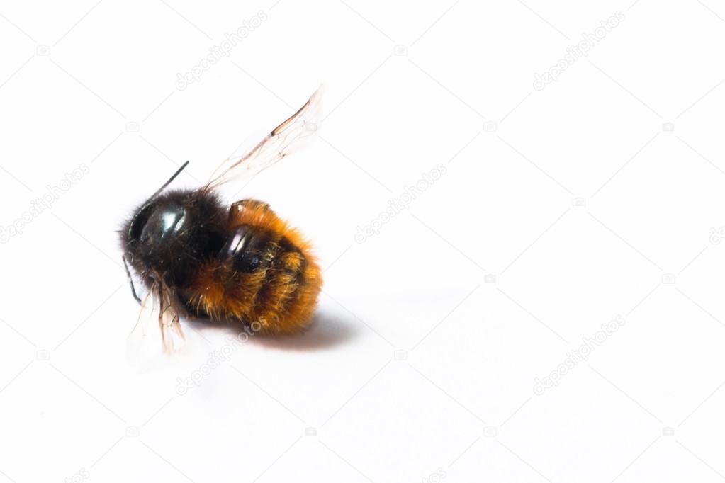 small dead bee on a white background  close-up