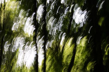 bulanık yeşil orman arka plan arka ışık desenleri