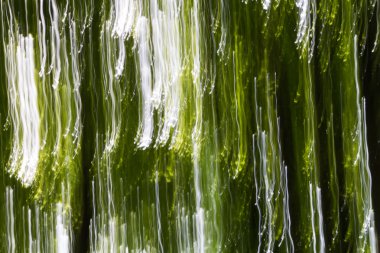 bulanık yeşil orman arka plan arka ışık desenleri