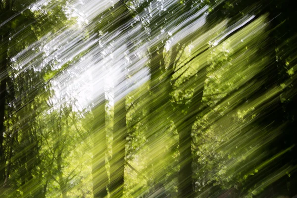 Abstrato padrões de luz no fundo da floresta verde turva — Fotografia de Stock