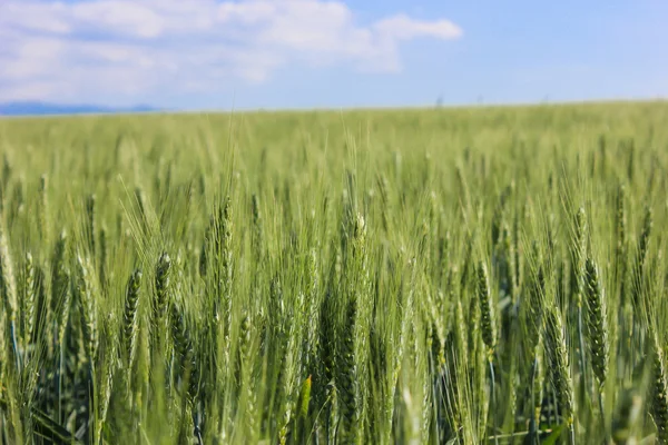 Šířku pole pšenice za slunečného letního dne — Stock fotografie