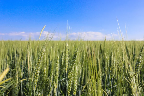 Landscape wheat fields on a sunny summer day — Stock Photo, Image