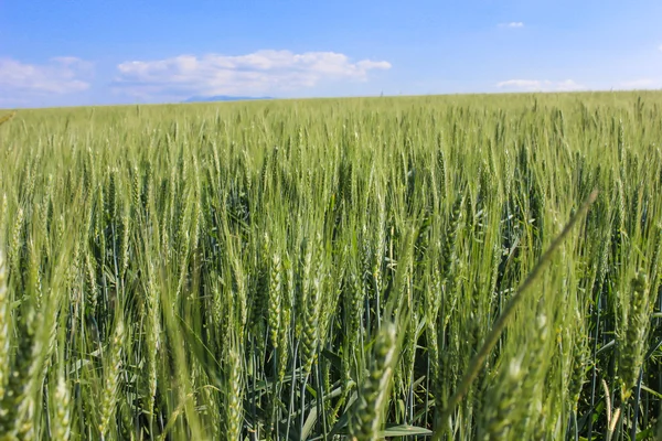 Landscape wheat fields on a sunny summer day — Stock Photo, Image