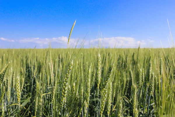 Krajobraz pól pszenicy w słoneczny letni dzień — Zdjęcie stockowe