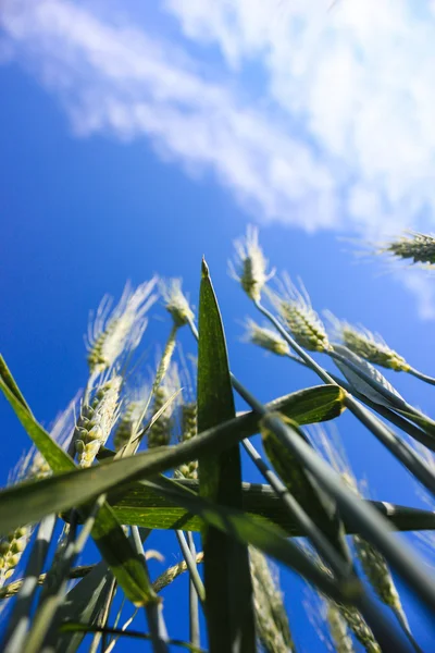 Krajobraz pól pszenicy w słoneczny letni dzień — Zdjęcie stockowe