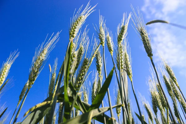 Paisaje campos de trigo en un día soleado de verano —  Fotos de Stock