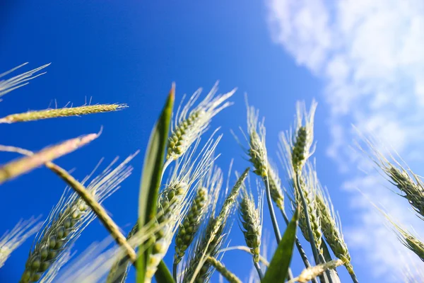 Landscape wheat fields on a sunny summer day — Stock Photo, Image