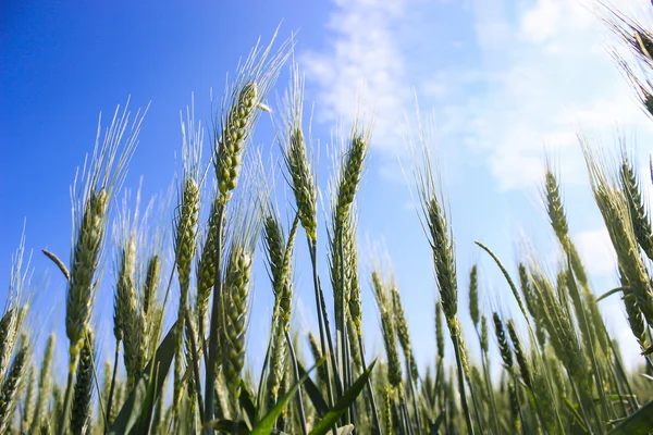 Paisaje campos de trigo en un día soleado de verano —  Fotos de Stock