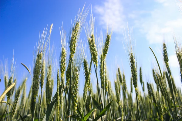 Paisaje campos de trigo en un día soleado de verano —  Fotos de Stock