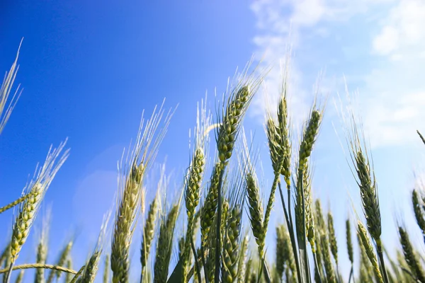 Paisaje campos de trigo en un día soleado de verano —  Fotos de Stock