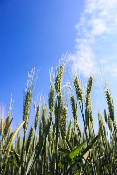 Paisaje campos de trigo en un día soleado de verano —  Fotos de Stock