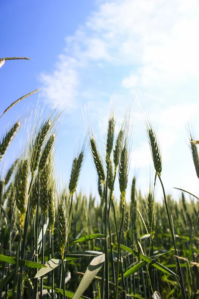 Paisaje campos de trigo en un día soleado de verano —  Fotos de Stock