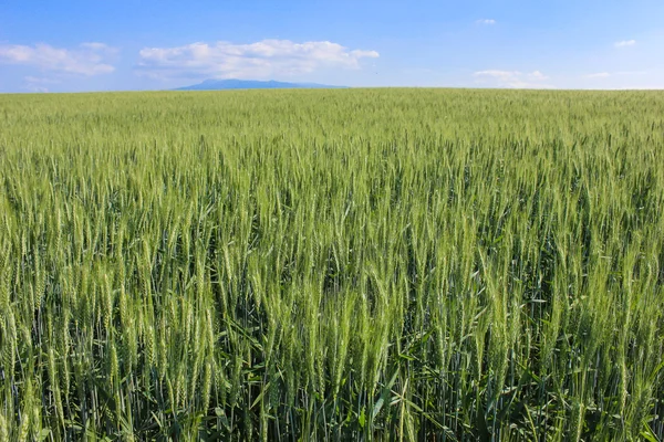 Paisaje campos de trigo en un día soleado de verano —  Fotos de Stock