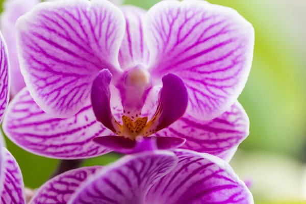 Pink flowers orchid close-up — Stock Photo, Image