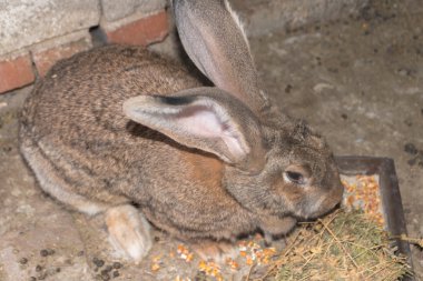 Kahverengi tavşan dev kafes yakın çekim