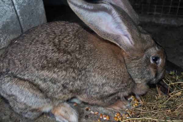 Коричневий кролик гігантом в клітці Закри — стокове фото