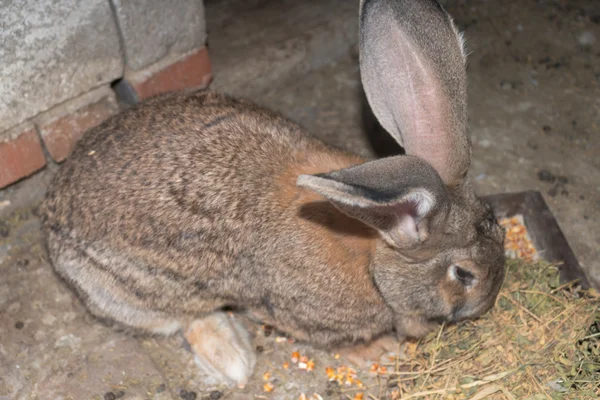 Brown rabbit giant in cage close-up — Stock Photo, Image